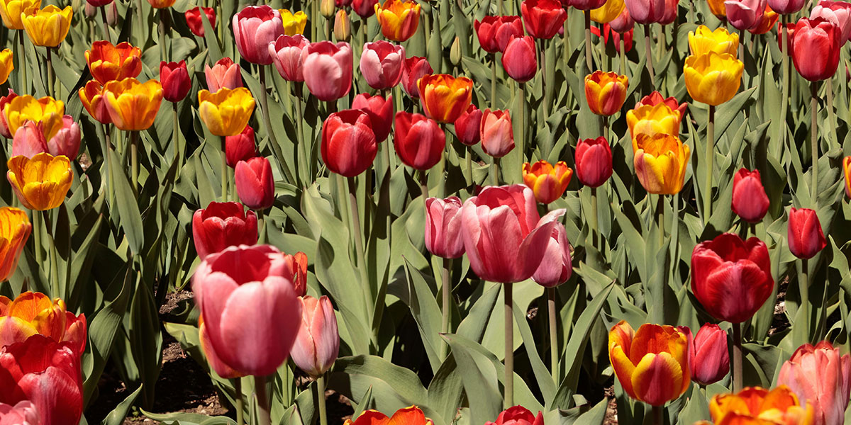 10 Lugares Secretos en la CDMX que Ni los Locales Conocen